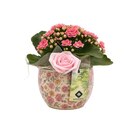 Kalanchoe à 6,99 € dans le catalogue Carrefour