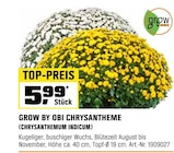 Aktuelles CHRYSANTHEME Angebot bei OBI in Bochum ab 5,99 €