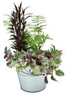 Aktuelles Miniteich im Zinkeimer Angebot bei Hagebaumarkt in Hamburg ab 14,99 €