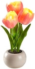 Penny - LED-Tulpen im Topf Angebot im Prospekt LED-Tulpen im Topf bei Penny im Prospekt "" für 3,00 €