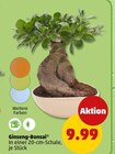 Aktuelle Pflanzen Angebote bei Penny in Krefeld Aktuelles Ginseng-Bonsai Angebot bei Penny in Krefeld ab 9,99 €