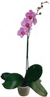 Promo Orchidée Phalaenopsis 1 tige à 6,99 € dans le catalogue Carrefour à Heillecourt