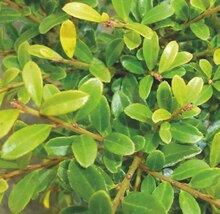 Zimmermann Brake - Ilex crenata Stokes* Ilex crenata Stokes* Angebot bei Zimmermann Brake im Prospekt "Ab ins Beet - Garten-Spezial bei Zimmermann!"