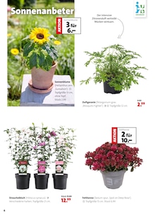 Blumen im aktuellen Blumen Ostmann Prospekt (Bremen) Blumen im Blumen Ostmann Prospekt "Ein Sommer voller Blumen" mit 8 Seiten (Bremen)
