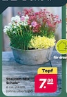 Stauden-Mix Schale für 7,99 € bei Netto mit dem Scottie im Angebot Stauden-Mix Schale im aktuellen Netto mit dem Scottie Prospekt