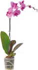Orchidee  im aktuellen Netto mit dem Scottie Prospekt für 4,99 €