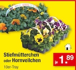 Stiefmütterchen oder Hornveilchen Angebote bei Zimmermann Lehrte für 1,89 €