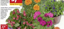 Jumbo Beet- und Balkonpflanzen bei BAUHAUS in Münster Jumbo Beet- und Balkonpflanzen im Angebot bei BAUHAUS Münster für 1,99 €