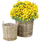 Kugelchrysanthemen bei Thomas Philipps im Prospekt "" für 0,99 €