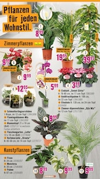 Palme Angebot & Preis im aktuellen Hornbach Prospekt Palme Angebot im aktuellen Hornbach Prospekt auf Seite 22