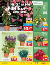 Blumen im Netto Marken-Discount Prospekt in Gera Aktueller Netto Marken-Discount Prospekt mit Blumen, "Aktuelle Angebote", Seite 7