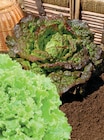 Plants de salade Laitue dans le catalogue Super U