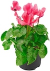Gartenalpenveilchen für 1,79 € bei Penny im Angebot Gartenalpenveilchen im aktuellen Penny Prospekt