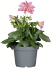 Dahlie 12-cm-Topf für 2,99 € bei toom Baumarkt im Angebot Dahlie 12-cm-Topf im aktuellen toom Baumarkt Prospekt