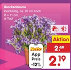 Glockenblume im Angebot bei Netto Marken-Discount in Wilhelmshaven Glockenblume Angebote bei Netto Marken-Discount Wilhelmshaven für 2,19 €