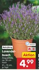 Lavendelbusch im Angebot bei Netto Marken-Discount in Wolfenbüttel Lavendelbusch Angebote bei Netto Marken-Discount Wolfenbüttel für 4,99 €
