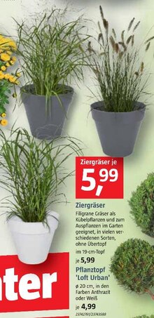 BAUHAUS Neuching - Ziergräser oder Pflanztopf 'Loft Urban' Ziergräser oder Pflanztopf 'Loft Urban' Angebot bei BAUHAUS Neuching im Prospekt Neueröffnung in Mönchengladbach