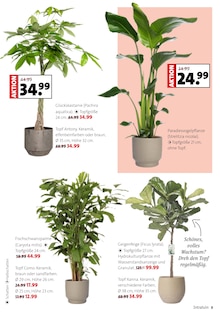 Zimmerpflanzen im Blumen Ostmann Prospekt "Faszinierend, was Grün alles kann" mit 10 Seiten (Bremen)