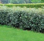 Arbuste de haies persistantes - Super U à Le Mans Arbuste de haies persistantes en promo chez Super U Le Mans à 14,90 €