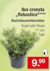 Ilex crenata 'Robustico' Kugel Angebote bei Zimmermann Wolfsburg für 9,99 €