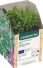 VIVACE MELLIFÈRE - GARDENLINE dans le catalogue Aldi