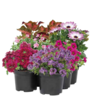 Beetpflanzen – 6 Stück im Set bei Pflanzen Kölle im Prospekt "" für 13,13 €