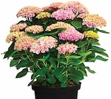 Aktuelles Hortensie 'Magical' Angebot bei Dehner Garten-Center in Dresden ab 34,99 €