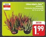 Calluna vulgaris 'Twins' bei EDEKA im Dachsbach Prospekt für 1,99 €