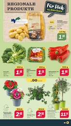 Blumenampel im Netto mit dem Scottie Prospekt Günstig. Besser. Für Dich. auf S. 3