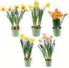 Narcisse en promo chez Super U Besançon à 5,59 €