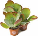 Netto mit dem Scottie - Kalanchoe Thyrsiflora „Wüstenkohl" Angebot im Prospekt Kalanchoe Thyrsiflora „Wüstenkohl" bei Netto mit dem Scottie im Prospekt "" für 2,99 €