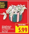 Grünpflanze in Riffelkeramik bei E center im Berlin Prospekt für 5,99 €