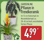 Pflanze in Trendkeramik von Gardenline im aktuellen ALDI Nord Prospekt
