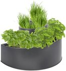 Thomas Philipps Bühl - Kräuterspiraltopf Angebot im Prospekt Kräuterspiraltopf bei Thomas Philipps im Bühl Prospekt für 1,99 €