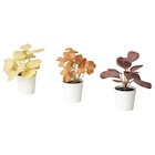 Topfpflanze, künstl/+Topf 3er-Set drinnen/draußen Blätter im Angebot bei IKEA in Neubrandenburg Topfpflanze, künstl/+Topf 3er-Set drinnen/draußen Blätter Angebote von FEJKA bei IKEA Neubrandenburg für 3,99 €