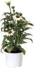 Echinacea/ Triomix von Gardenline für 3,49 € bei ALDI Nord im Angebot Echinacea/ Triomix von Gardenline im aktuellen ALDI Nord Prospekt