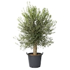 Olivier en promo chez Carrefour Malakoff à 69,99 €