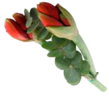 Aktuelles 2er Amaryllis mit Grün Angebot bei EDEKA in Kiel ab 4,99 €