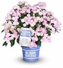 OBI Oelde - HORTENSIE „BLOOMBUSTER“ Angebot im Prospekt HORTENSIE „BLOOMBUSTER“ bei OBI im Oelde Prospekt für 27,99 €