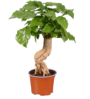 Plante verte exotique en promo chez Lidl Plante verte exotique dans le catalogue Lidl