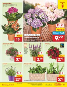Blumen im Netto Marken-Discount Prospekt "Aktuelle Angebote" mit 56 Seiten (Mönchengladbach)
