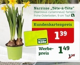 Narzisse "Tête-à-Tête" (Narcissus cyclamineus) von Pflanzen Kölle im aktuellen Pflanzen Kölle Prospekt für 1,39 €