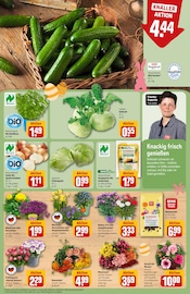 Blumenerde im REWE Prospekt in Germering Aktueller REWE Prospekt mit Blumenerde, "Dein Markt", Seite 9