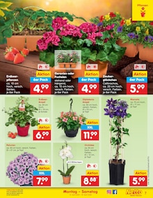 Pflanzen im aktuellen Netto Marken-Discount Prospekt (Bremen) Pflanzen im Netto Marken-Discount Prospekt "Aktuelle Angebote" mit 65 Seiten (Bremen)