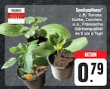 Aktuelle Zucchini Angebote bei E center in Nürnberg Aktuelles Gemüsepflanze Angebot bei E center in Nürnberg ab 0,79 €