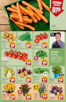 Chrysantheme im REWE Prospekt "Dein Markt" mit 32 Seiten (Düsseldorf)