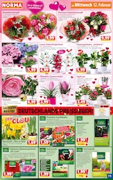 Orchidee Angebot im aktuellen Norma Prospekt auf Seite 11