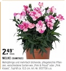 Nelke (dianthus) im aktuellen OBI Prospekt