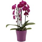 Orchidée cascade dans le catalogue Carrefour