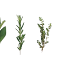 Schweinegulasch XXL Angebote von K-PURLAND bei Kaufland Speyer für 5,99 €